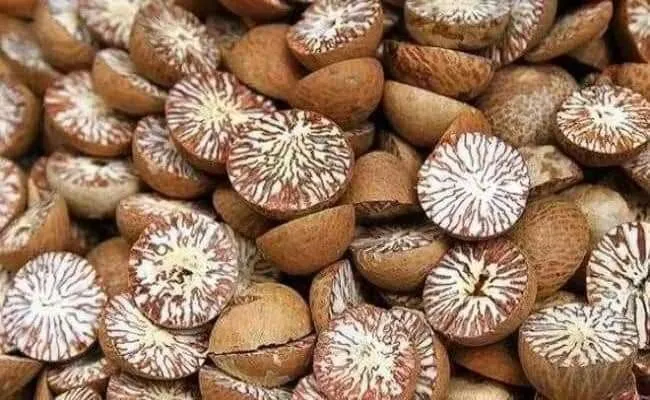 Cleaned and sorted Indonesian areca nut for export inquiries